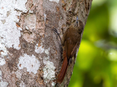 wedge-billed woodcreeper(Glyphorynchus spirurus)