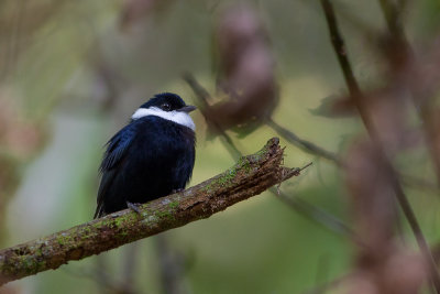 white-bibbed manakin(Corapipo leucorrhoa)