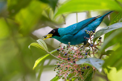 green honeycreeper(Chlorophanes spiza)