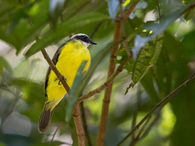 rusty-margined flycatcher(Myiozetetes cayanensis)