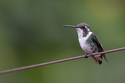 white-bellied woodstar<br><i>(Chaetocercus mulsant)</i>