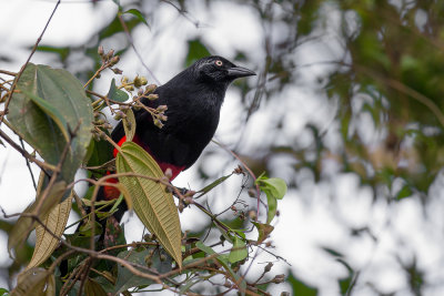 red-bellied grackle(Hypopyrrhus pyrohypogaster)