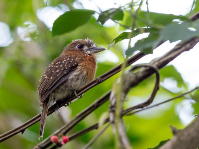 moustached puffbird(Malacoptila mystacalis)