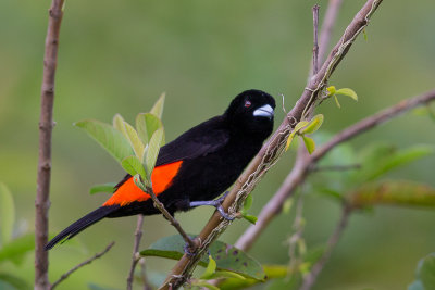 flame-rumped tanager(Ramphocelus flammigerus)