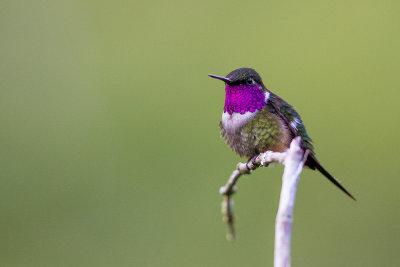 purple-throated woodstar(Calliphlox mitchellii)
