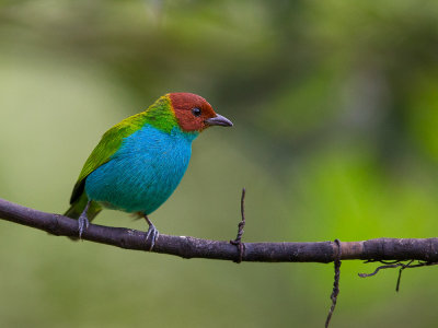 bay-headed tanager<br><i>(Tangara gyrola)</i>