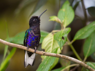velvet-purple coronet(Boissonneaua jardini)