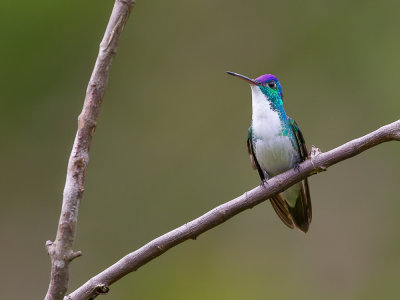 andean emerald(Amazilia franciae)