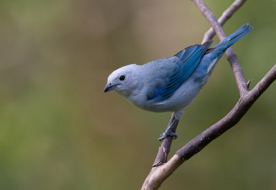 blue-gray tanager(Thraupis episcopus)