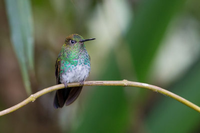 greenish puffleg(Haplophaedia aureliae)