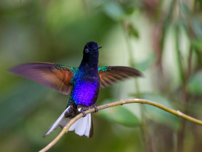 velvet-purple coronet(Boissonneaua jardini)