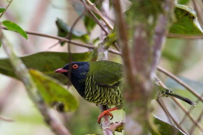 barred fruiteater(Pipreola arcuata)