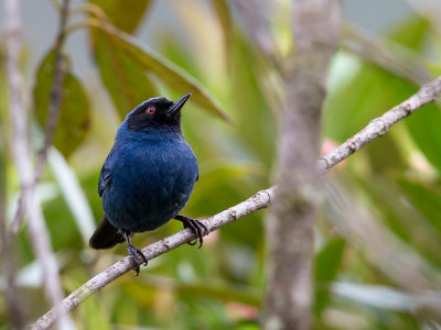 masked flowerpiercer(Diglossa cyanea)