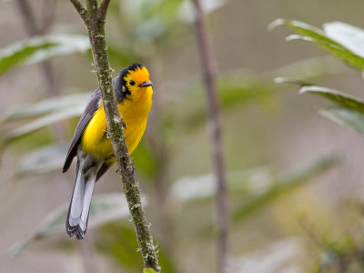 golden-fronted whitestart(Myioborus ornatus)