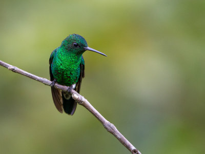 greenish puffleg(Haplophaedia aureliae)