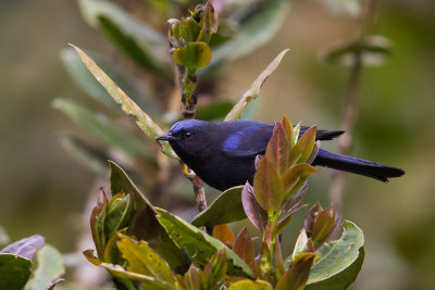 capped conebill<br><i>(Conirostrum albifrons)</i>