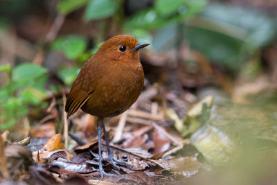 rufous antpitta(Grallaria rufula)