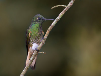 buff-tailed coronet(Boissonneaua flavescens)