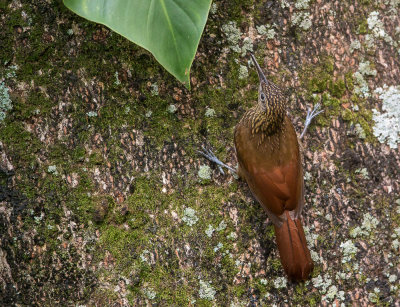 cocoa woodcreeper(Xiphorhynchus susurrans)