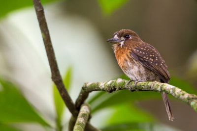 moustached puffbird(Malacoptila mystacalis)