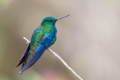 great sapphirewing(Pterophanes cyanopterus)