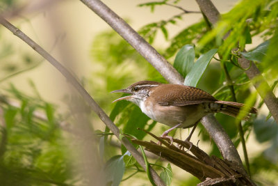 antioquia wren(Thryophilus sernai)