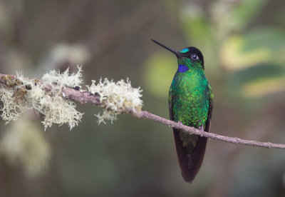 buff-winged starfrontlet(Coeligena lutetiae)
