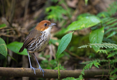 chestnut-crowned antpitta(Grallaria ruficapilla)