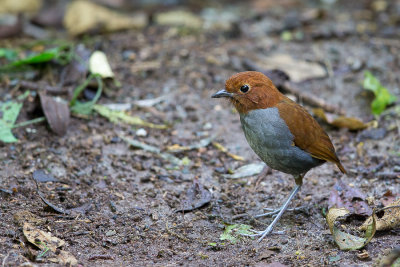 bicolored antpitta(Grallaria rufocinerea)