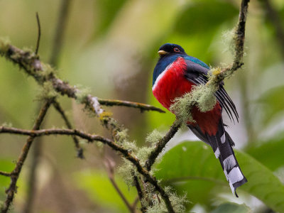 collared trogon(Trogon collaris)