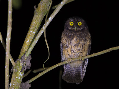 white-throated screech owl(Megascops albugularis)
