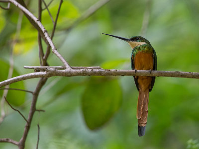 rufous-tailed jacamar(Galbula ruficauda)