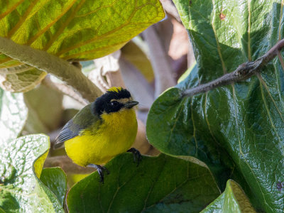 yellow-crowned whitestart(Myioborus flavivertex)