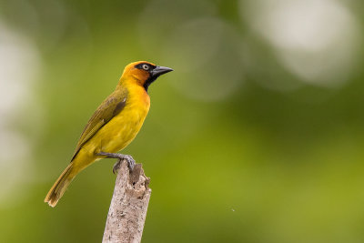 black-necked weaver(Ploceus nigricollis)