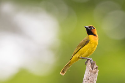 black-necked weaver<br><i>(Ploceus nigricollis)</i>