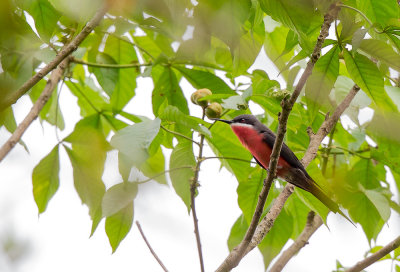 rosy bee-eater<br><i>(Merops malimbicus)</i>
