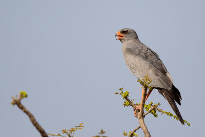 dark chanting-goshawk(Melierax metabates)