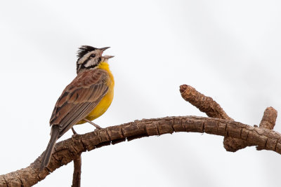 brown-rumped bunting<br><i>(Emberiza affinis)</i>