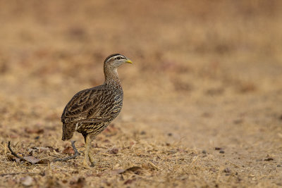 double-spurred francolin<br><i>(Pternistis bicalcaratus)</i>