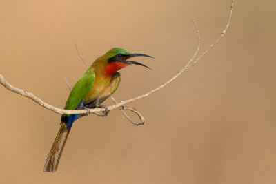 red-throated bee-eater<br><i>(Merops bulocki)</i>