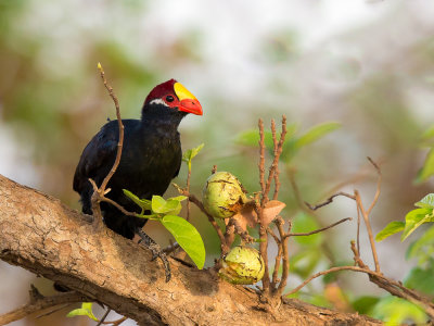 violet turaco(Musophaga violacea)
