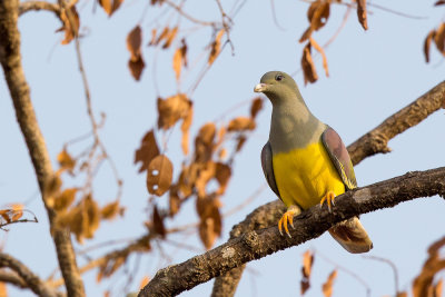 bruce's green-pigeon(Treron waalia)