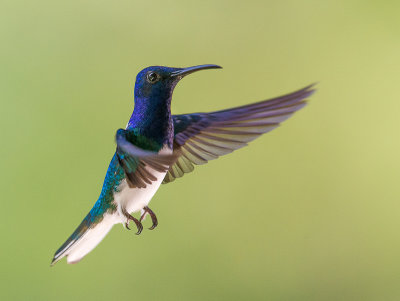 white-necked jacobin(Florisuga mellivora)