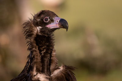 cinereous vulture