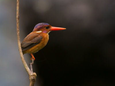 sulawesi dwarf kingfisher(Ceyx fallax)
