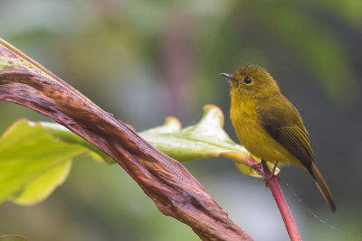 citrine canary-flycatcher(Culicicapa helianthea)