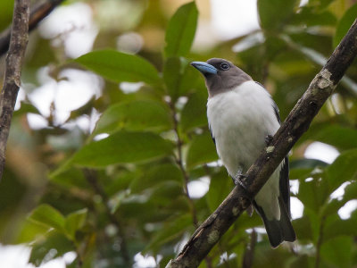 ivory-backed woodswallow(Artamus monachus)