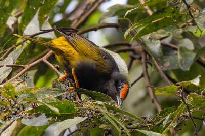 fiery-browed starling(Enodes erythrophris)