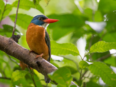 blue-headed kingfisher(Actenoides monachus)