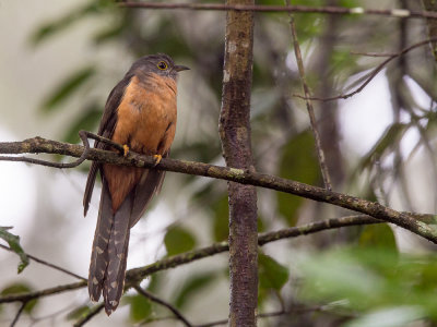 rusty-breasted cuckoo(Cacomantis sepulcralis)